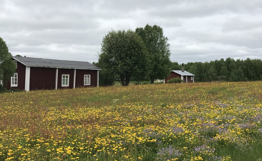 Swedish summer (near Gammelgården/Kalix)